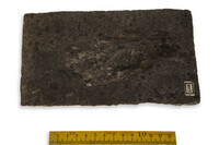 F 02508
<br/>
<br/>
<em></em>